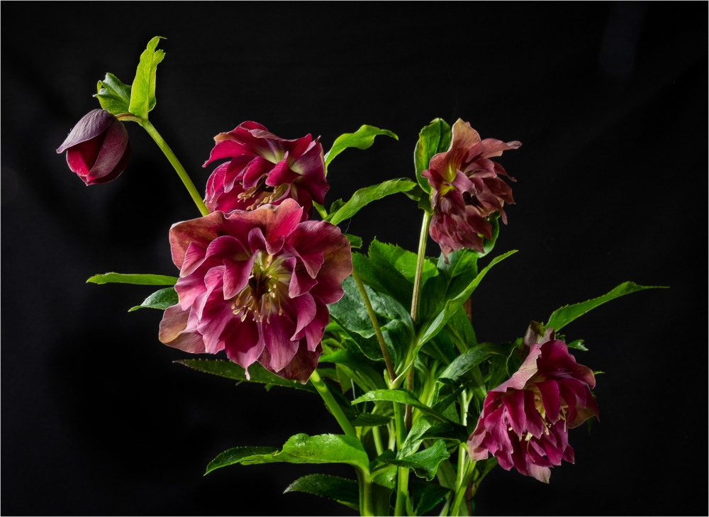 Double Red Hellebore